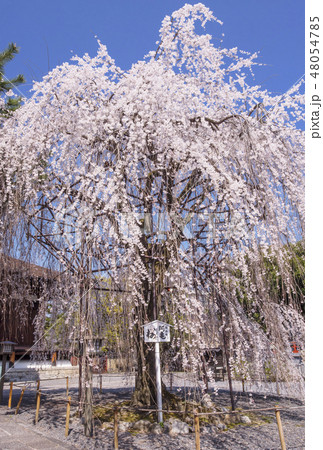 京都大報恩寺 千本釈迦堂しだれ桜 おかめ桜 おかめ信仰発祥地 京都観光スポット 京都大報恩寺 千本釈迦堂しだれ桜 おかめ桜 おかめ信仰発祥地 京都観光スポット 48054785