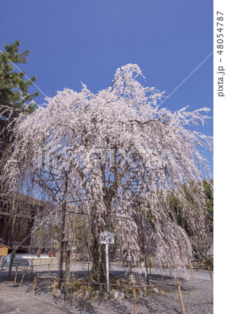京都大報恩寺　千本釈迦堂しだれ桜　おかめ桜　おかめ信仰発祥地　京都観光スポット 48054787