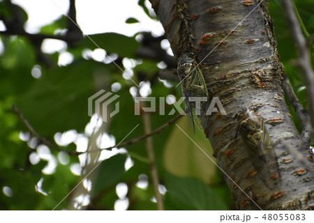 ヒグラシ 48055083