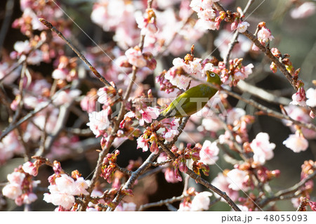 春の風物詩　桜とメジロ 48055093