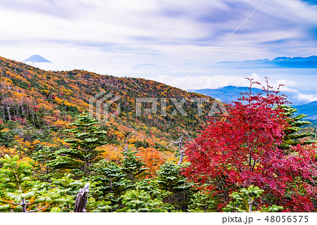 【山梨県】紅葉した国師ヶ岳から富士山遠望 【山梨県】紅葉した国師ヶ岳から富士山遠望 48056575