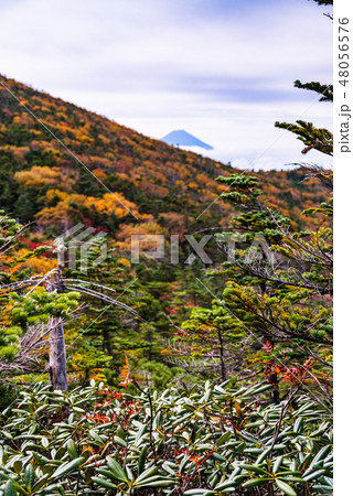 【山梨県】紅葉した国師ヶ岳から富士山遠望 48056576