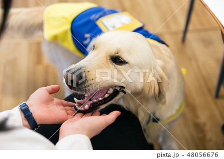 日本ユニバーサルマナー協会監修素材 障害者 車椅子 介助犬 48056676