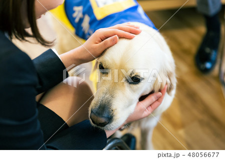 日本ユニバーサルマナー協会監修素材 障害者 車椅子 介助犬 日本ユニバーサルマナー協会監修素材 障害者 車椅子 介助犬 48056677