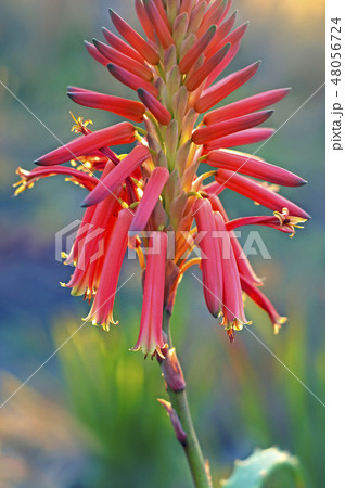 アロエの花 48056724