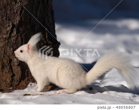 雪のなかの白いエゾリス　横向き　全身アップ 48056807