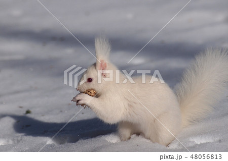 雪のなか 巣材を咥える白いエゾリス 横向き全身アップ 雪のなか 巣材を咥える白いエゾリス 横向き全身アップ 48056813