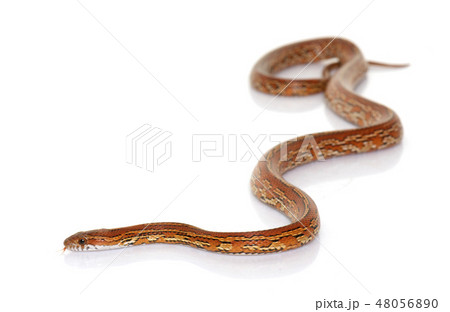 corn snake in studio corn snake in studio 48056890
