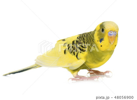 young colorful budgerigar 48056900