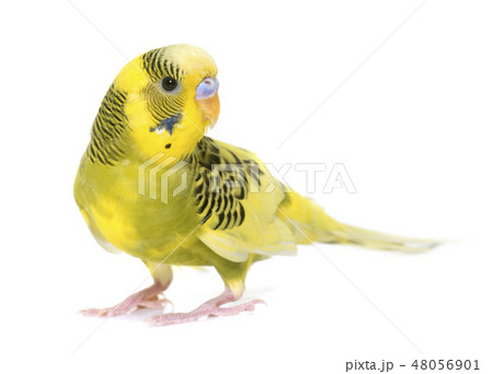 young colorful budgerigar young colorful budgerigar 48056901