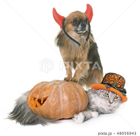 halloween pumpkin, maine coon cat and chihuahua 48056943