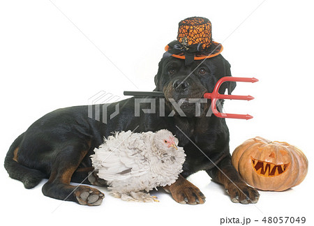 rottweiler, chicken and pumpkin of halloween rottweiler, chicken and pumpkin of halloween 48057049