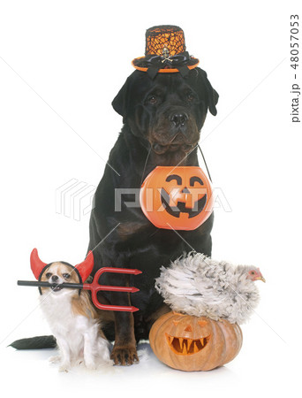 pets and pumpkin of halloween pets and pumpkin of halloween 48057053