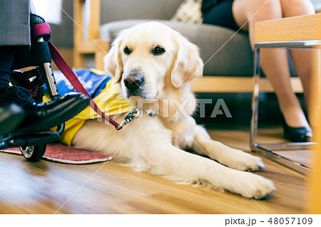 日本ユニバーサルマナー協会監修素材 障害者 車椅子 介助犬 日本ユニバーサルマナー協会監修素材 障害者 車椅子 介助犬 48057109
