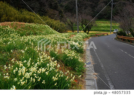 1月　鋸南32日本ｽｲｾﾝ群生地･江月水仙ﾛｰﾄﾞ 48057335
