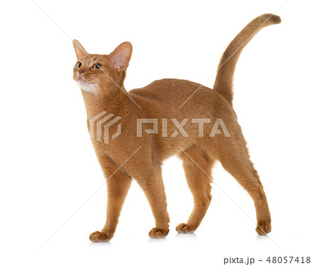 Abyssinian cat in studio 48057418