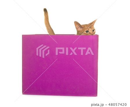 Abyssinian cat in studio Abyssinian cat in studio 48057420