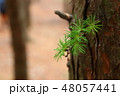落葉松　 48057441