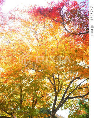 岩屋堂(愛知・瀬戸)の紅葉 48057471