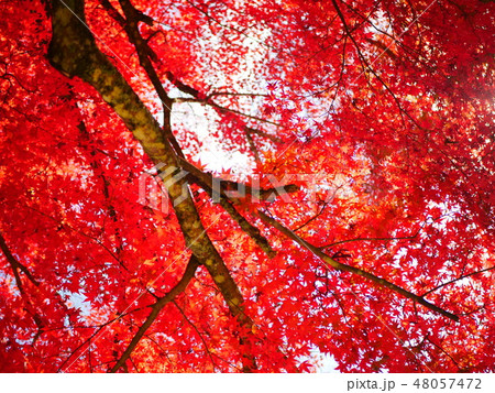 岩屋堂(愛知・瀬戸)の紅葉 48057472