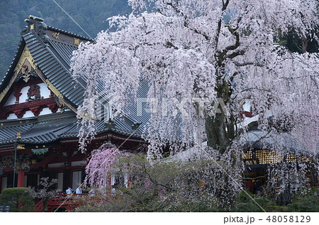 山梨県身延山久遠寺報恩閣前のしだれ桜 山梨県身延山久遠寺報恩閣前のしだれ桜 48058129