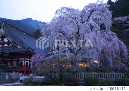 山梨県身延山久遠寺報恩閣前のしだれ桜 48058132