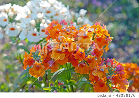 ネメシア 48058176