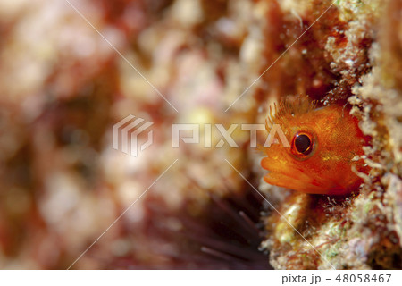 ハダカコケギンポ ハダカコケギンポ 48058467