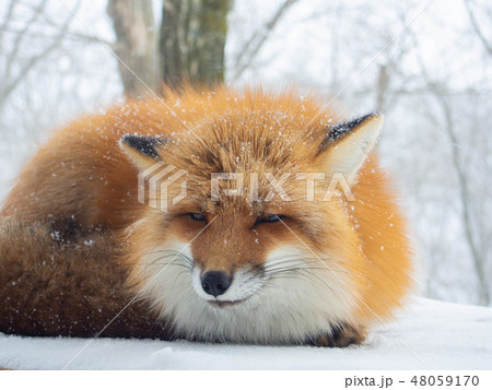 冬のきたきつね 48059170