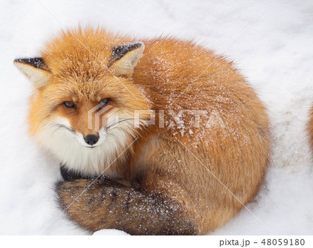 冬のきたきつね 48059180