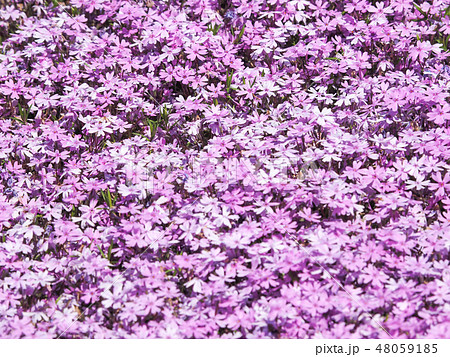 芝桜 48059185