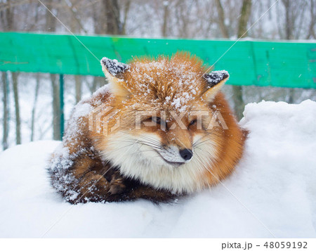 冬のきたきつね 48059192