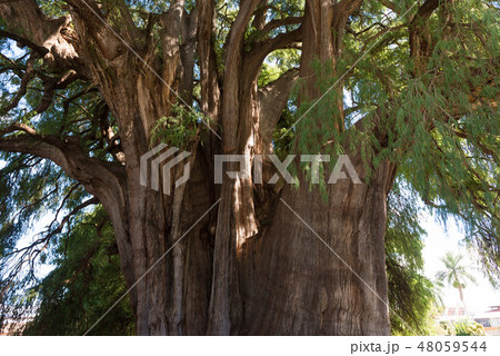 トゥーレの木 エルトゥーレの写真素材 [48059544] PIXTA