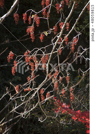 イイギリの実 イイギリの実 48059815