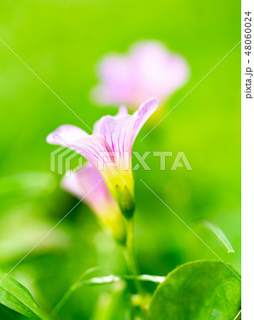 little pink flowers little pink flowers 48060024