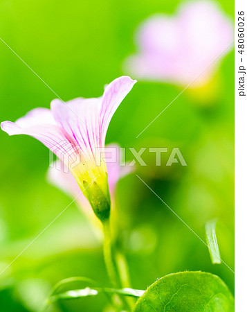 little pink flowers little pink flowers 48060026