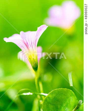 little pink flowers little pink flowers 48060027