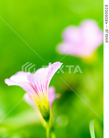 little pink flowers little pink flowers 48060028