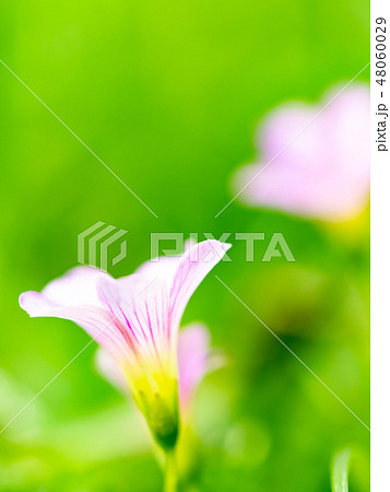 little pink flowers little pink flowers 48060029
