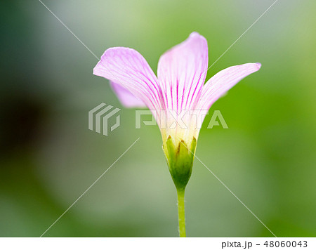 little pink flowers little pink flowers 48060043