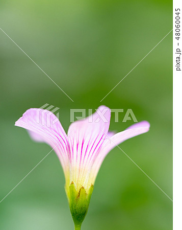 little pink flowers 48060045