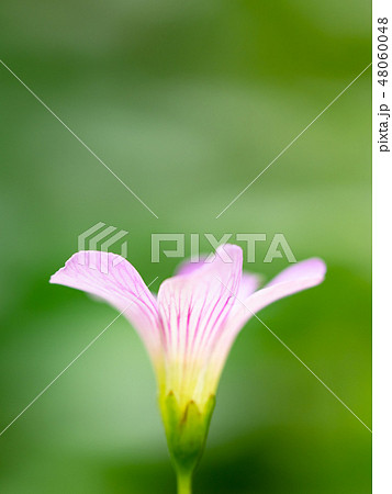 little pink flowers little pink flowers 48060048