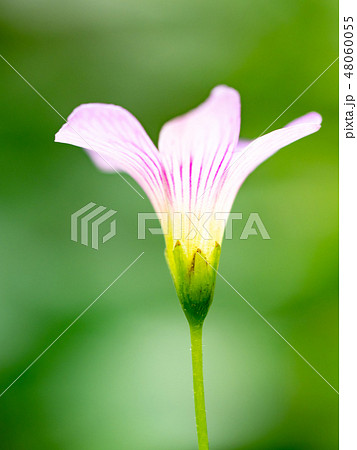 little pink flowers little pink flowers 48060055