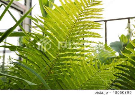 Bright green leaf young fern. Bright green leaf young fern. 48060399