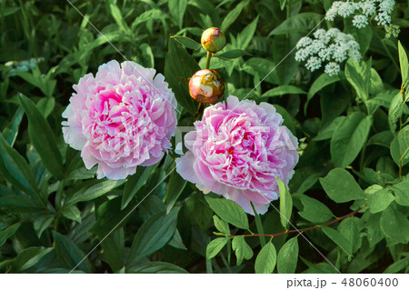 Pink peonies in spring garden. 48060400