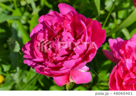 Large red peonies closeup Large red peonies closeup 48060401