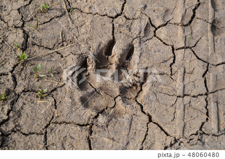 Dogs track on mud - close up 48060480