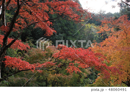 紅葉狩り ★-★-★三色紅葉★-★-★ 紅葉狩り ★-★-★三色紅葉★-★-★ 48060491