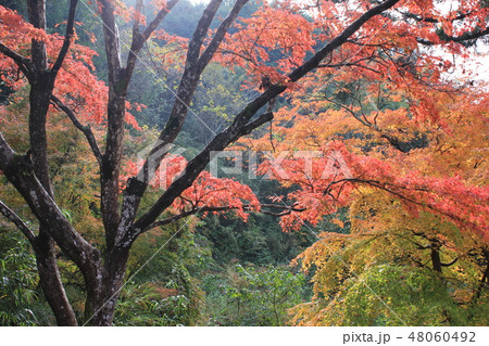 紅葉狩り　　★-★-★三色紅葉★-★-★ 48060492