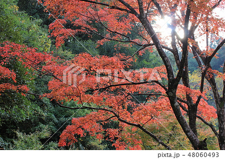 紅葉狩り　　★-★-★三色紅葉★-★-★ 48060493